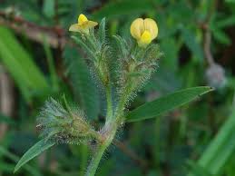 Image result for Stylosanthes guianensis