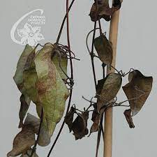 We did not find results for: Clematis Clematis Zrodlo Dobrych Pnaczy