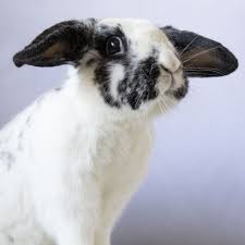 Megacolon In Rabbits - Youtube