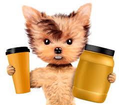 Yes , dogs can eat eggs. Top 10 Best Proteing For Dogs Of 2020 Herepup