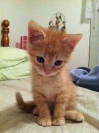 We don't have any oriental kittens available at the moment, but, we hope to welcome some beautiful kittens later. I Sowwy Cute Baby Cats Orange Tabby Cats Baby Cats