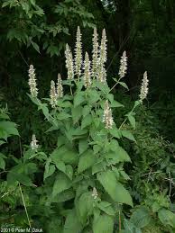 Image result for Agelanthus crassifolius