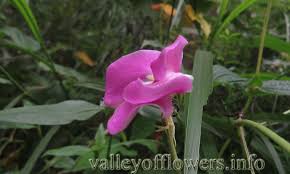 Image result for Vigna vexillata
