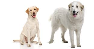 Check spelling or type a new query. Pyrador The Labrador Great Pyrenees Mixed Breed