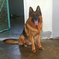 Finding a dog has never been simpler, browse through our puppies for sale below. Welcome To Saharikenn K9 Malaysia