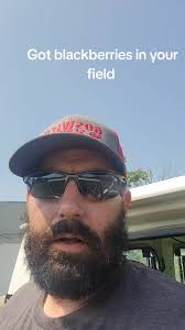 Briwn Cow in A Field of Black Berries