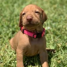 Maybe you would like to learn more about one of these? Pixie Vizsla Puppy 607282 Puppyspot
