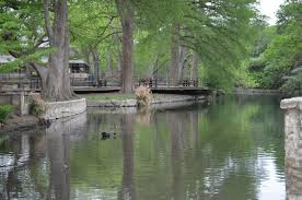 Image result for Brackenridgea