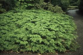 | 6930 old guide road, lynden, wa 98264 | www.dewildes.com | 360.398.1960 Microbiota Decussata Russian Cypress Siberian Carpet Cypress Plant Lust