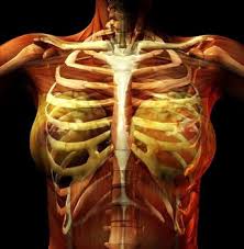 What organ is right in the middle of your rib cage? When Chest Pain Is Just Costochondritis Heart Sisters