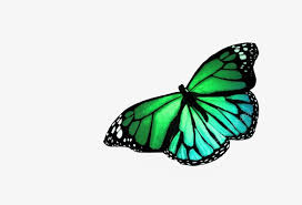 Maybe you would like to learn more about one of these? Real Colorful Butterflies Flying Transparent Png 676x480 Free Download On Nicepng