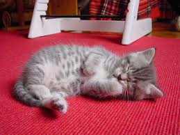 Black And Grey Tabby Kittens Pin By Missallisonjo On Reach For The Sky Grey Tabby Kittens Kittens Cutest Tabby Kitten