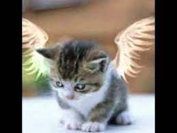 Hat die katze zu hause einen wurf junger katzen, so gilt es in den meisten fällen, einen neuen besitzer zu finden. Katzen Zu Verschenken Youtube