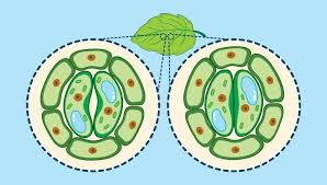 Image result for Stomatostemma