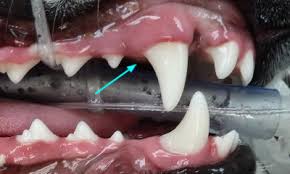Some cats lose their teeth naturally, usually to a combination of old age many cats have their teeth extracted due to mouth and gum disease. Dental X Ray Veterinary Dental Center Essential For Diagnosis