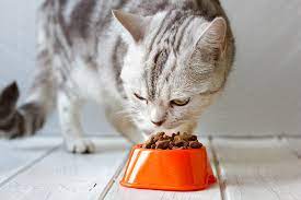 How Many Times A Day To Feed A Cat 1 Plus Years Whiskas Uk