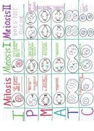 mitosis meiosis i meiosis ii comparison anchor chart by