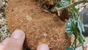 Image result for Cyclantheropsis parviflora