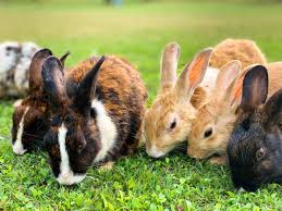 It's really important to maintain good hand hygiene when around your cat by washing your hands before and after touching them, their food or any pet related items. Handstanding Rabbits Help Scientists Identify Gene For Jumping