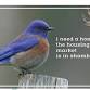 Bluebird Box Workshop