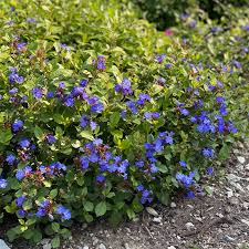 Image result for Stolzia compacta