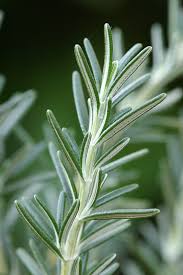 Image result for Rosmarinus officinalis