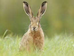 نتیجه جستجوی لغت [hare] در گوگل