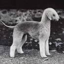 PuppyFind | Bedlington Terrier Puppies for Sale