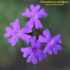 Image result for Verbena aristigera