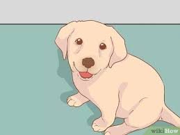 Euthanasia is a valuable opportunity to give your cherished pet relief from terrible pain and suffering. 3 Ways To Cope After The Death Of A Pet Wikihow
