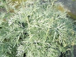 فوائد الشيح للبشرة فوائد الشيح وطريقة استعماله كعلاج طبيعي Herbs