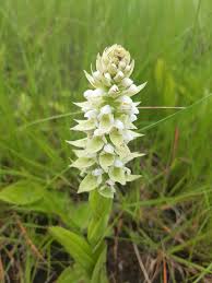 Image result for Satyrium trinerve