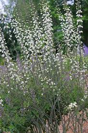 Image result for Baphia speciosa