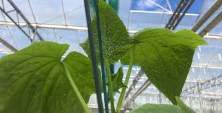 Image result for whitefly in cucumber