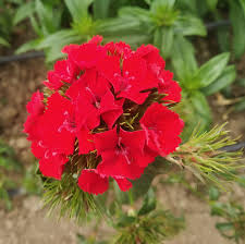 We did not find results for: Plant Identification Home Facebook