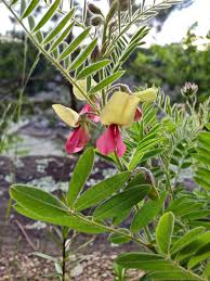 Image result for Tephrosia paniculata