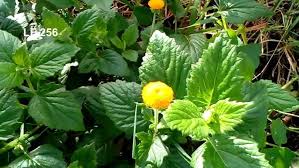 Image result for Crassocephalum vitellinum