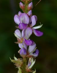 Image result for Polhillides velutina