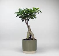 Bonsai Ficus 'Ginseng' | Ficus Microcarpa
