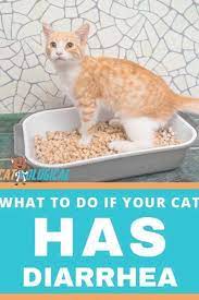 Tips On What To Do If Your Cat Has Diarrhea First You Need To Find Out Why Your Kitty Might Have An Upset Tummy Then Cat Diarrhea Cat Having Kittens Cat