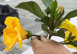 Check spelling or type a new query. Fernlea Flowers Home Facebook