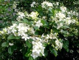 Hikayat bunga kemuning mengandung kesaktian yaitu, bunga kemuning yang baunya harum seperti surga. Jual Tanaman Kemuning Jepang Bibitbunga Com