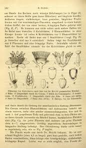 Image result for Schlechterina