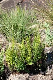 Image result for Cheilanthes viridis