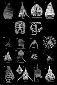 Foraminifera Micro-Paleontology Micro Fossil | Ppt