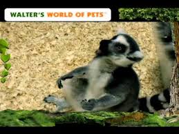 Learn how to care for your superpower dog or cat. Walter S World Of Pets Curious Characters Youtube