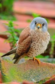 The Most Beautiful And Colourful Birds You Have Ever Seen Beautiful Birds Nature Birds Pet Birds