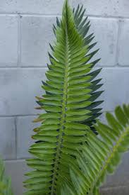Image result for Encephalartos munchii
