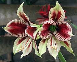 Pin On Plants Gardening