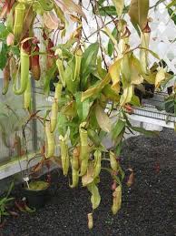 Zen habitats provides a great alternative to glass aquariums. Pitcher Plants Safe For Chameleon Chameleon Forums